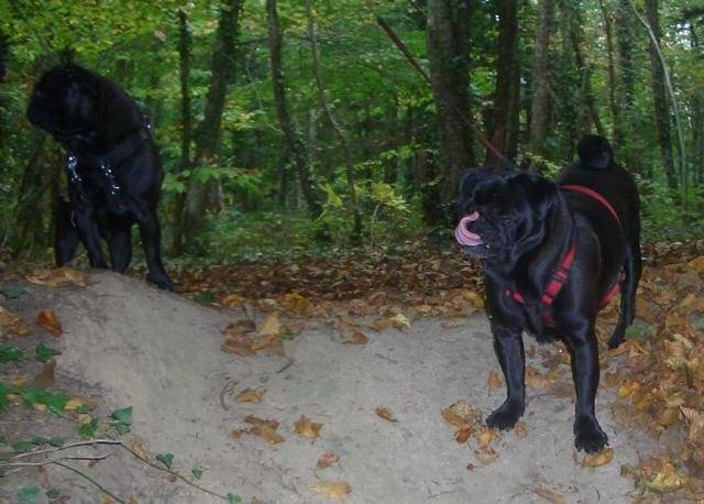 carlins Van-Gogh & Byron - Carlin