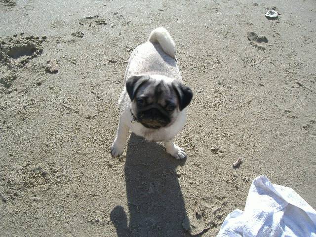 Carlin - Cayenne - Carlin