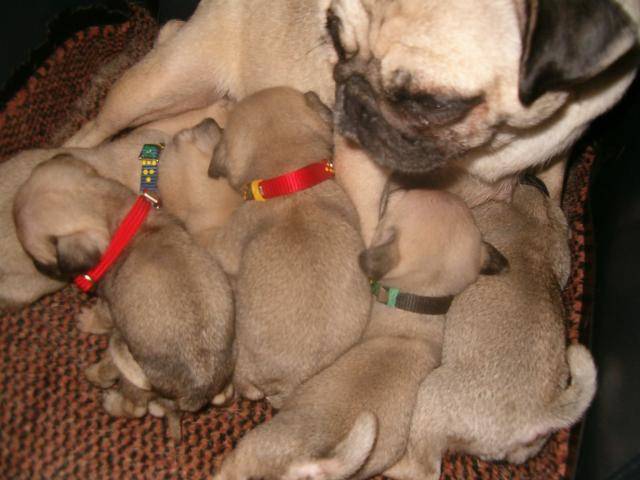 carlin booba - Carlin Femelle