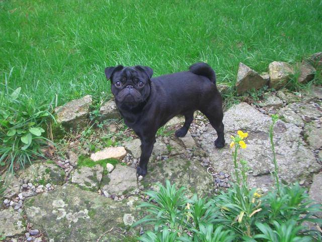 carlin - Byron - Carlin