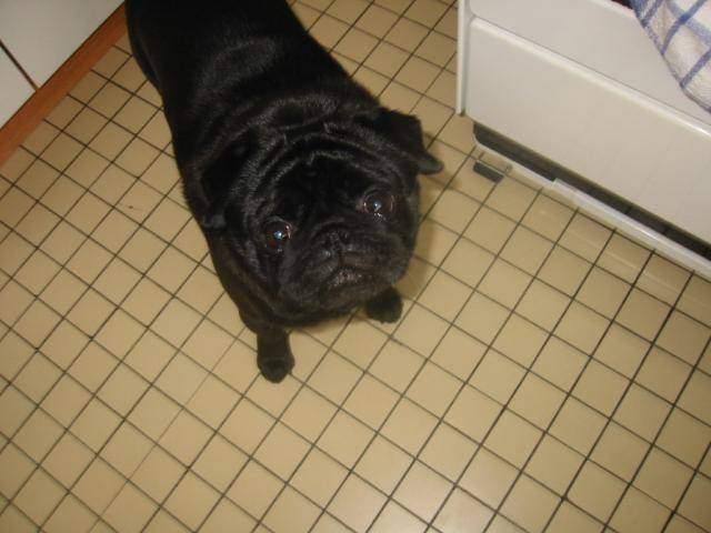 carlin - velours - Carlin