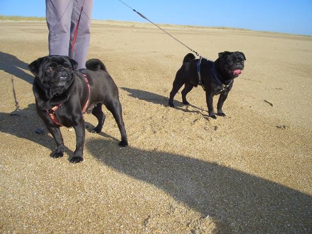 carlin van-Gogh & Byron - Carlin