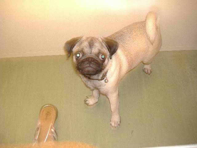 carlin, cayenne - Carlin