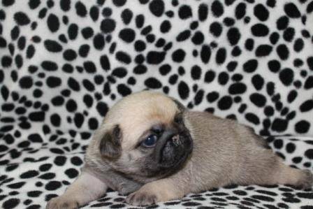 carlin falko - Carlin