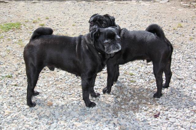 carlin- Van-Gogh & Byron - Carlin