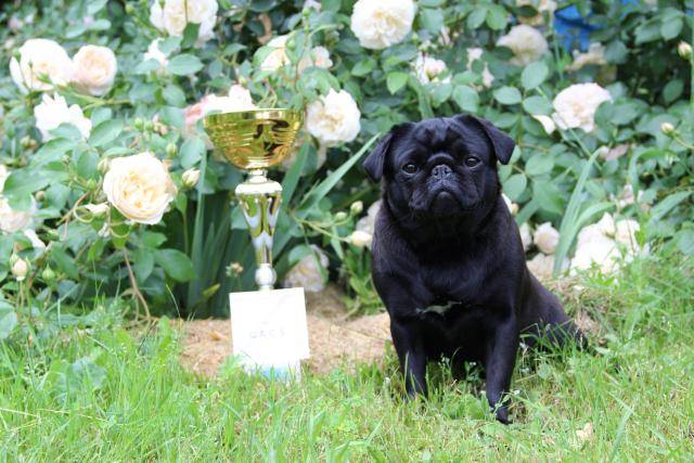 carlin, Gaïa et sa coupe de l'expo de L'UNION - Carlin