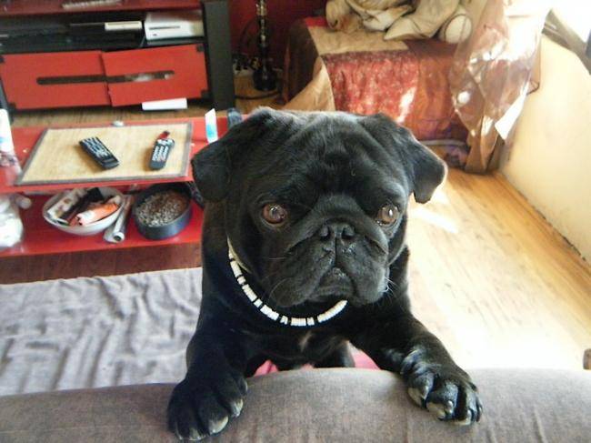 Denwen Carlin de 2 ans - Carlin (2 ans)