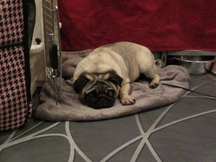 Photo de Carlin - Carlin