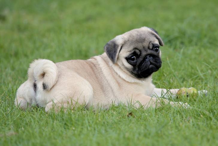 Un Carlin allongé dans l'herbe