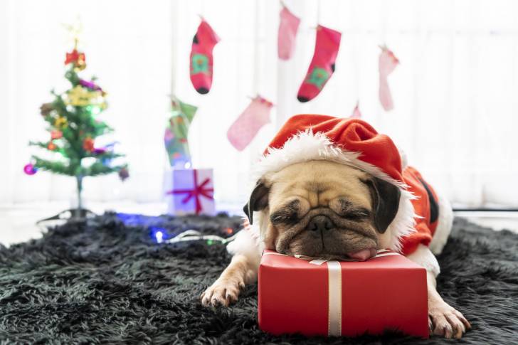 Un Carlin qui porte un bonnet de Noel est en train de renifler un cadeau