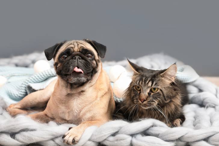 Un Carlin allongé à côté d'un chat