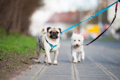Un Carlin en train de se promener avec un autre chien