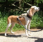 Photo Chien Courant Espagnol Mâle