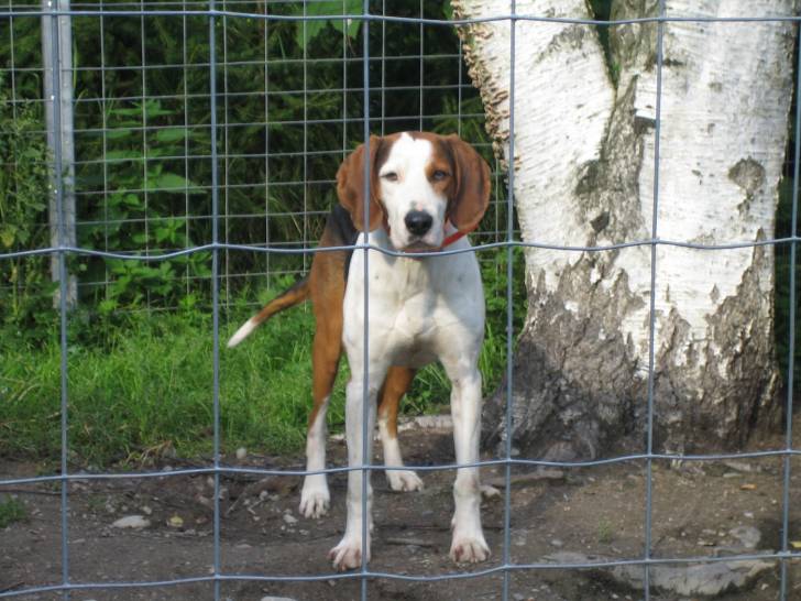 Jape - Chien Courant Finlandais Mâle