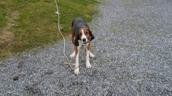 Photo Chien Courant Finlandais