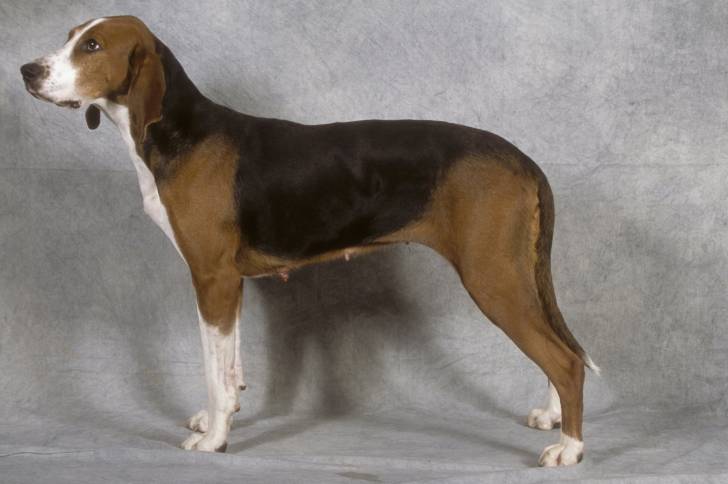 Photo Chien Courant Finlandais