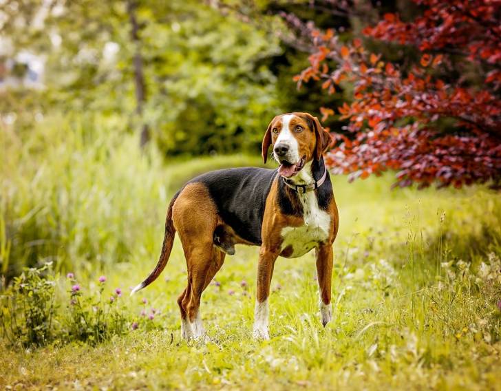 Photo Chien Courant Finlandais