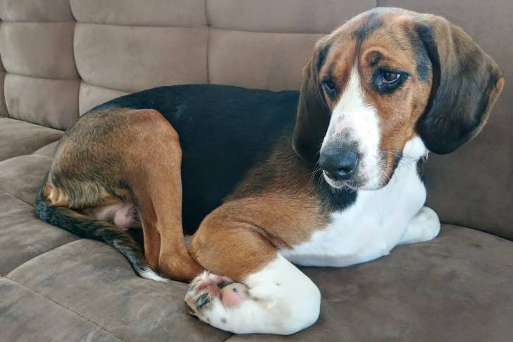 Photo Chien Courant Finlandais