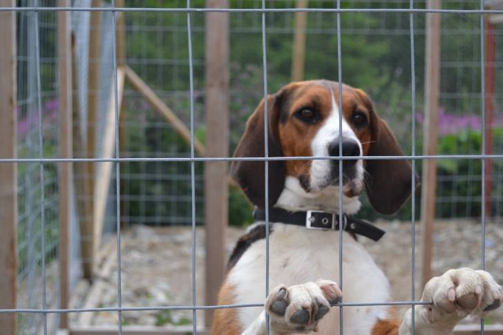 Photo Chien Courant Finlandais