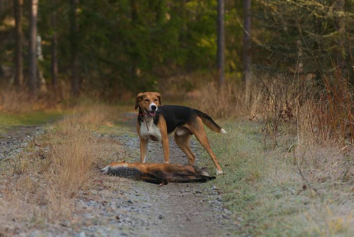 Photo Chien Courant Finlandais