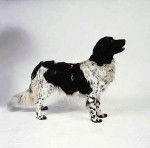 Sage - Stabyhoun (2 ans)