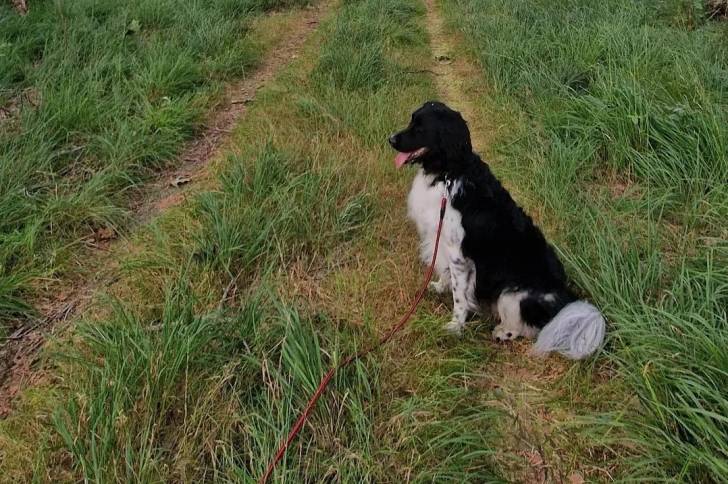 Un Stabyhoun assis sur un terrain herbeux et qui est tenu en laisse 