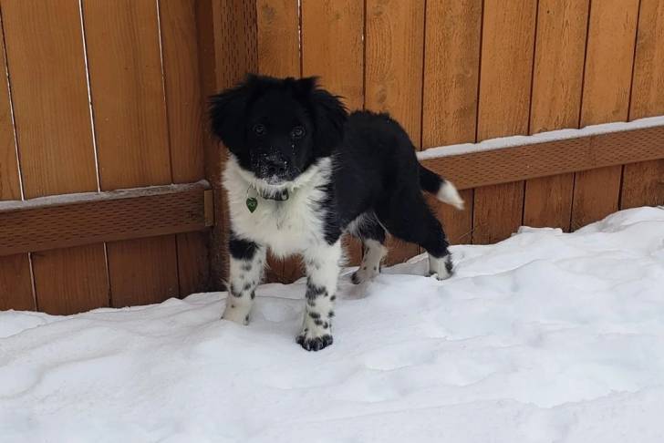 Un Stabyhoun sur une surface enneigée et regardant vers la caméra