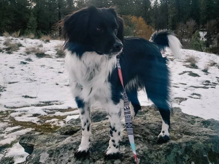 Un Stabyhoun sur un rocher et qui est tenu en laisse 