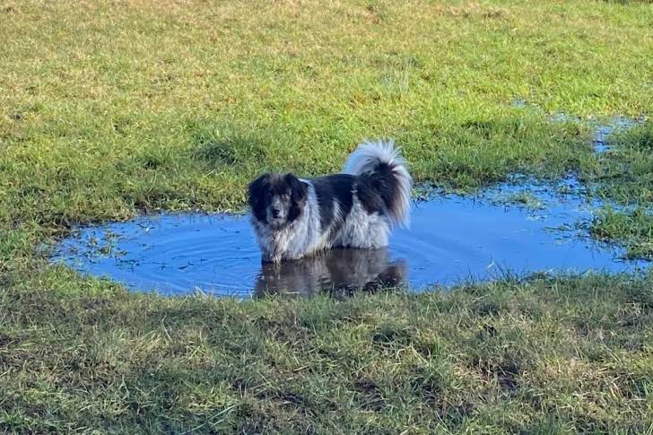 Un Stabyhoun dans l'eau et regardant vers la caméra 