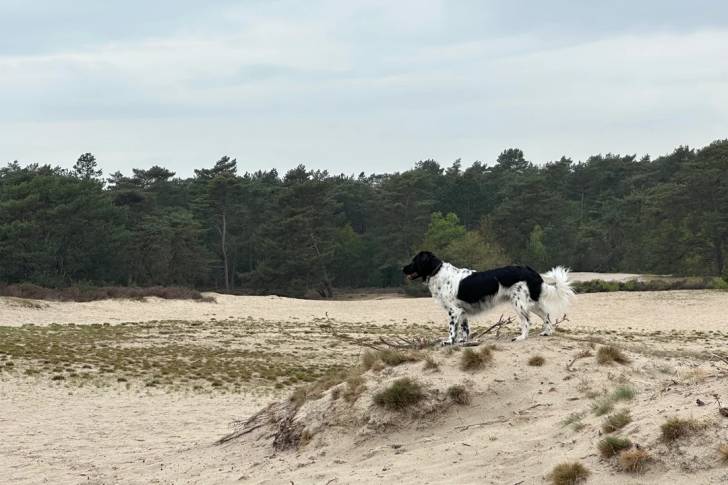 Un Stabyhoun sur une surface sableuse 