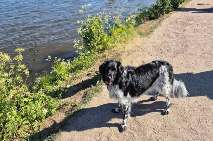 Un Stabyhoun sur une berge et regardant vers la caméra 
