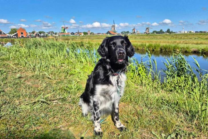 Un Stabyhoun assis sur une surface herbacée et qui est tenu en laisse 