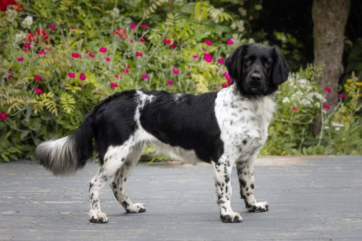 Un Stabyhoun sur un plancher 