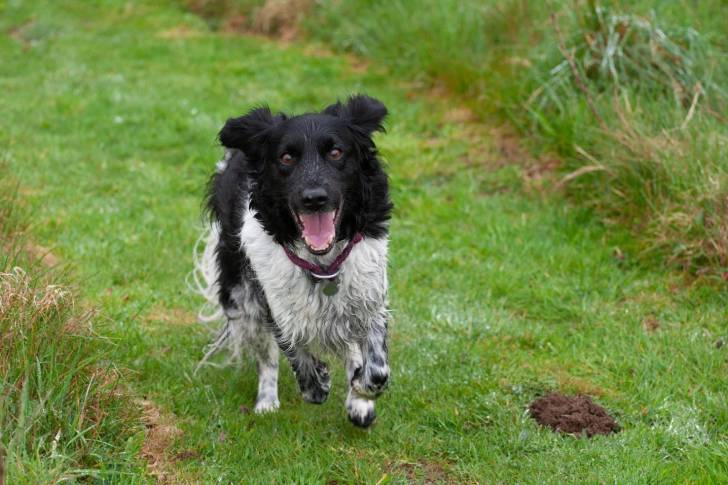 Un Stabyhoun courant sur une surface herbacée et portant un collier autour du cou