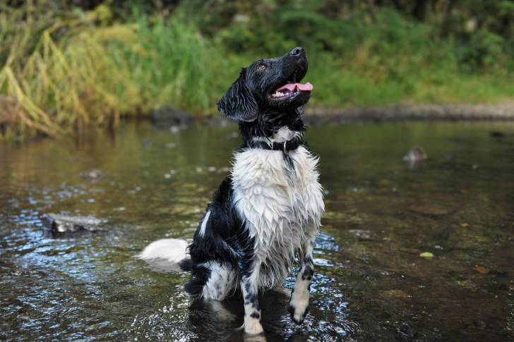Un Stabyhoun assis dans l'eau et portant un collier autour du cou