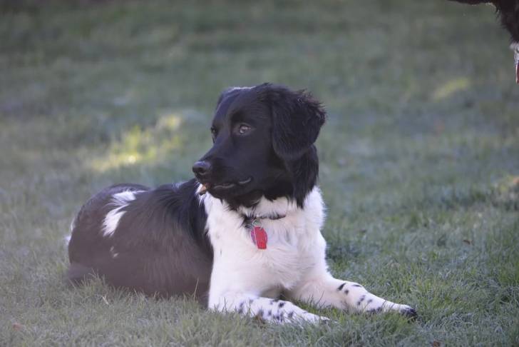 Un Stabyhoun allongé sur un terrain herbeux et portant un collier autour du cou