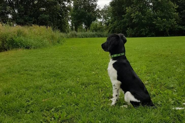Un Stabyhoun assis sur un terrain herbeux et portant un collier autour du cou
