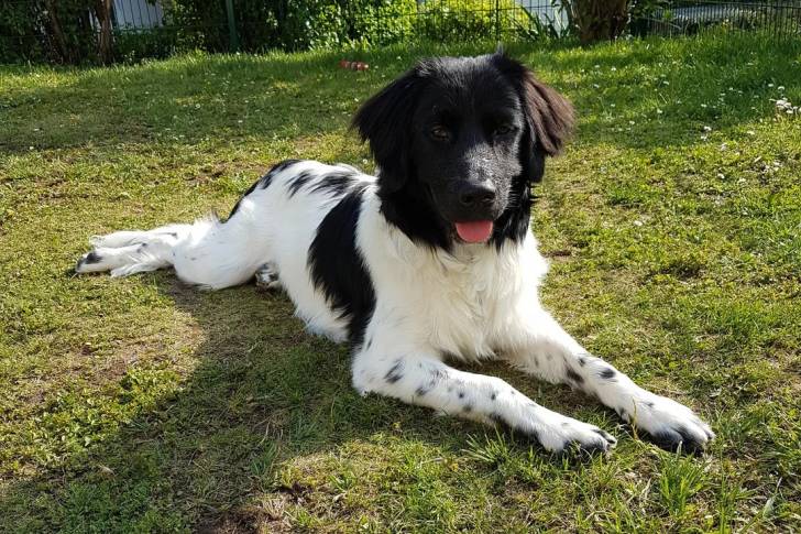 Un Stabyhoun allongé sur un terrain herbeux et tirant la langue 