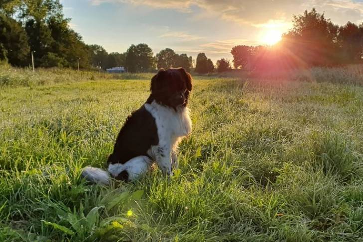 Un Stabyhoun assis sur un terrain herbeux 