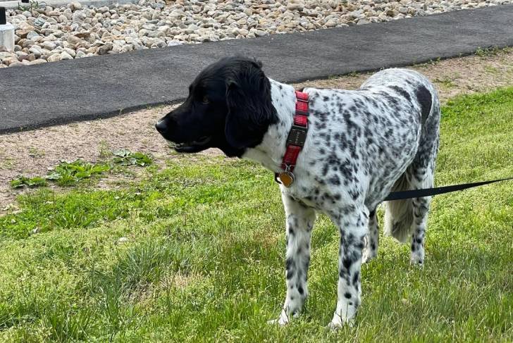 Un Stabyhoun sur un terrain herbeux et qui est tenu en laisse 