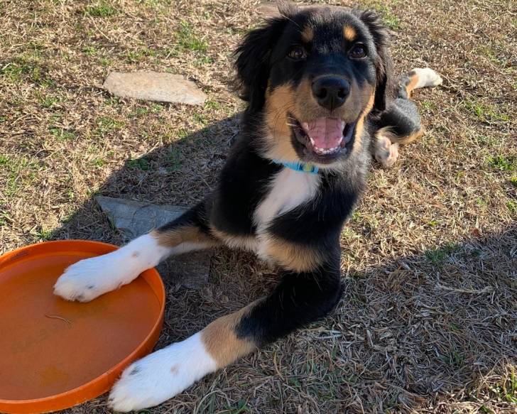 Un Stabyhoun allongé sur un terrain herbeux et portant un collier autour du cou
