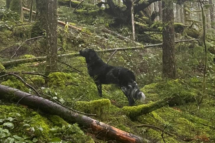 Un Stayhoun dans une forêt 