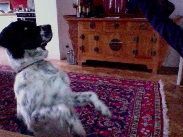 Jimi - Stabyhoun Mâle (2 ans)