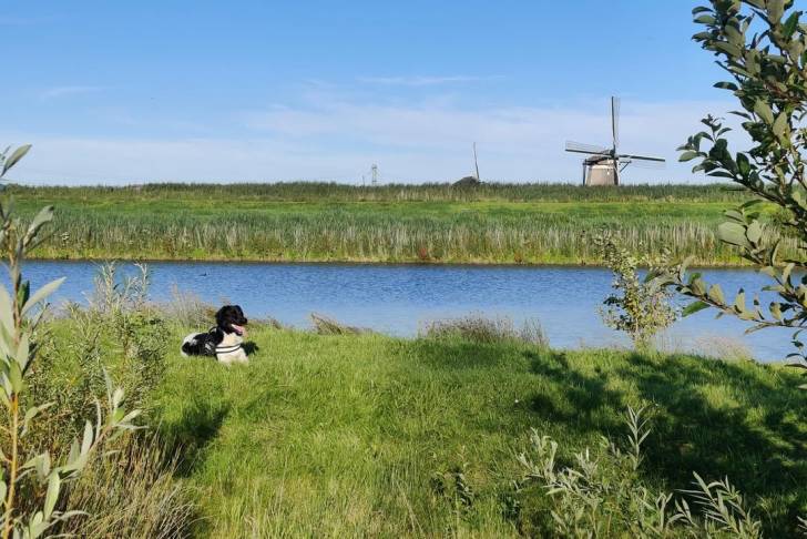 Un Stabyhoun allongé sur une surface herbacée et portant un harnais 
