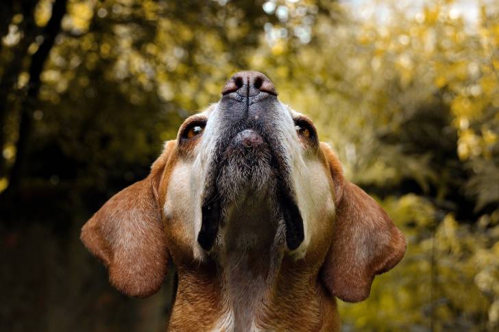 Photo Braque Portugais