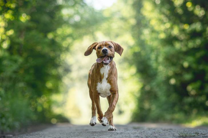 Photo Braque Portugais