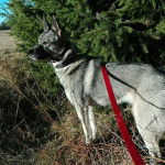 Freja - Jämthund (1 an)