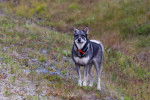 Photo Jämthund