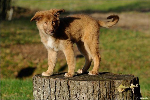 Femelle Aïdi sur un tronc d'arbre
