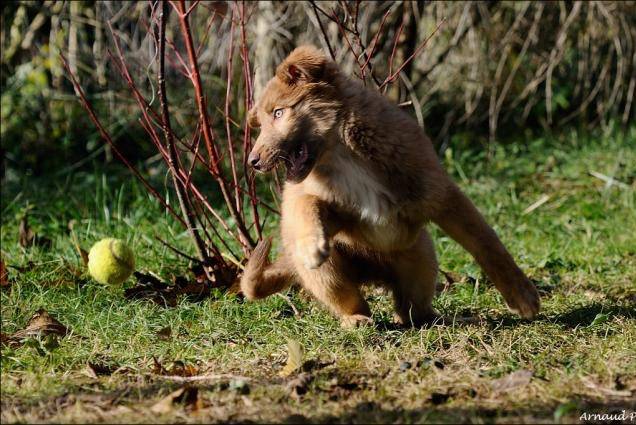 Femelle Aïdi qui joue avec une balle